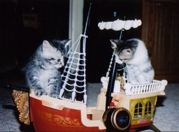 Kitty Ahoy