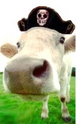 cow pirate2.jpg