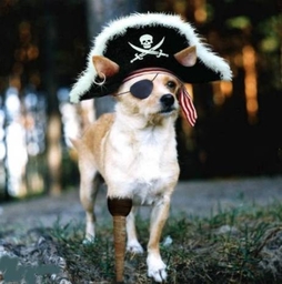 pirate_the_dog.jpg
