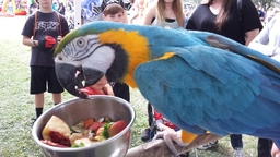 Plumpton Zoo Parrot